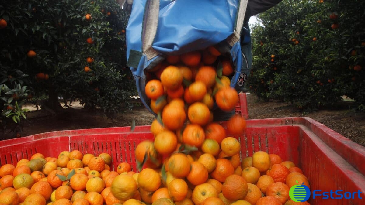 images/1657179623818naranjas dulces.jpg